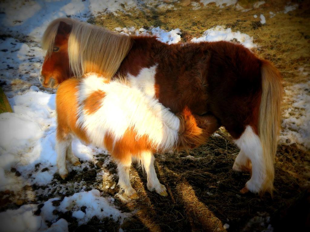 Casa Rural Urruska Elizondo Dış mekan fotoğraf